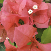 Bougainvillea Summer -Plants in a Box Sales Shop Screen Shot 2018 06 28 at 9.54.02 AM 7fb9bc16 8ab8 423d a6ca f36c23cd4a49
