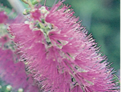 Callistemon Mauve Mist -Plants in a Box Sales Shop Screen Shot 2018 11 06 at 9.54.36 pm 368be6a0 e29f 4ca8 902d 4cec57f9decc