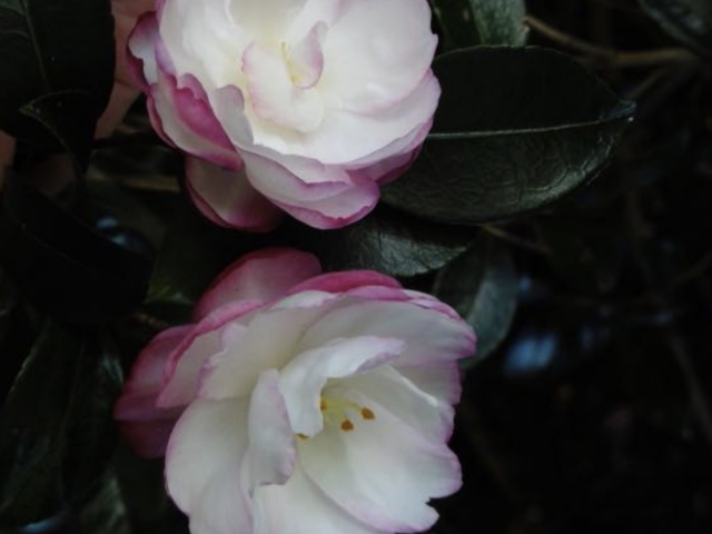 Camellia Sasanqua Leslie Ann 3 Camellia Sasanqua Leslie Ann