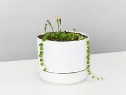 String Of Pearls - Pot + Plant -Plants in a Box Sales Shop SeecioStringPearlsWhiteMrKitly single