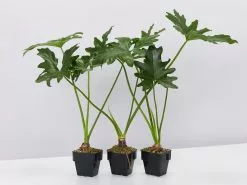 Philodendron Selloum