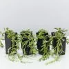 Senecio Radicans String Of Beans -Plants in a Box Sales Shop SenecioRadicansStringOfBeans 8 plants 1 28e41bbd c5a2 4389 81eb e9db363f81b7