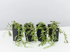 Senecio Radicans String Of Beans
