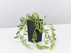 Senecio Radicans String Of Beans -Plants in a Box Sales Shop SenecioRadicansStringOfBeans single bda2dc7e a232 4755 a7ab 0339dfe908e1