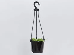 String Of Pearls - Pot + Plant -Plants in a Box Sales Shop SenecioRowleyanus Hanging