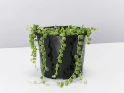String Of Pearls - Pot + Plant -Plants in a Box Sales Shop SenecioRowleyanus single