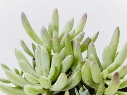 Senecio Serpens Blue Chalksticks Dwarf -Plants in a Box Sales Shop SenecioSerpensBlueChalksticksDwarf detail d6c1e476 1a81 401b a546 1abf77583abb