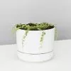 Variegated String Of Pearls - Pot + Plant -Plants in a Box Sales Shop SenecioStringPearlsVariegataWhteMrKitly single