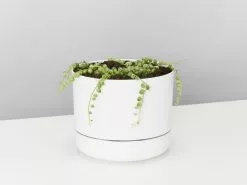Variegated String Of Pearls - Pot + Plant