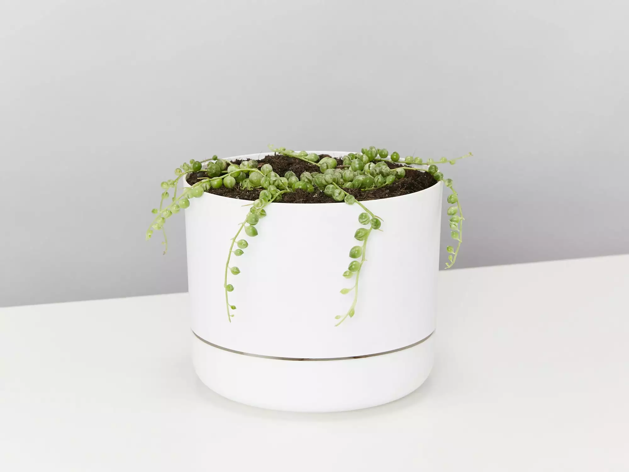 Variegated String Of Pearls - Pot + Plant 3 Variegated String Of Pearls - Pot + Plant
