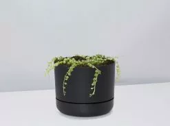 Variegated String Of Pearls - Pot + Plant 18 Variegated String Of Pearls - Pot + Plant -Plants in a Box Sales Shop SenecioStringPearlsVariegata BlackPot