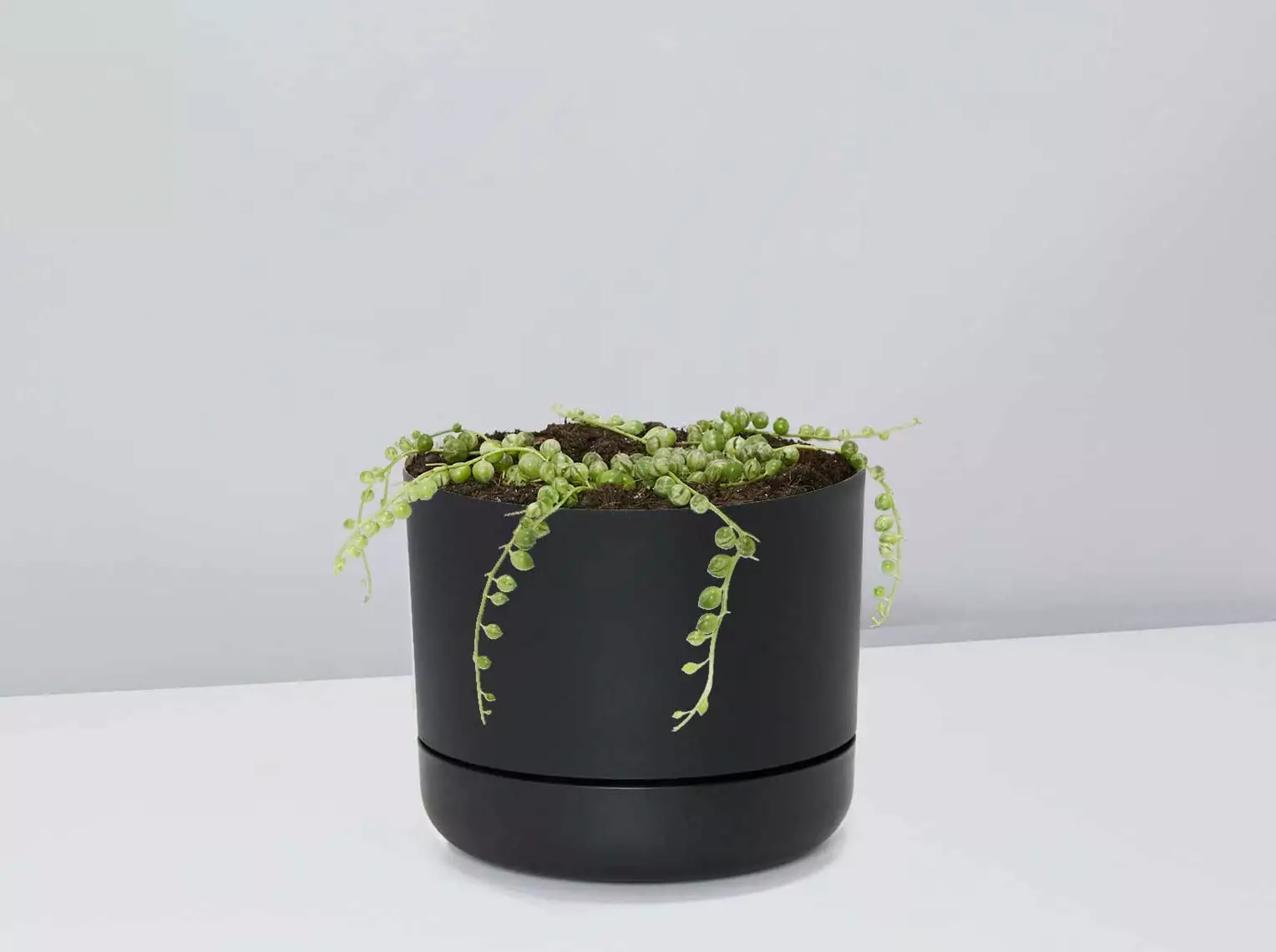 Variegated String Of Pearls - Pot + Plant 6 Variegated String Of Pearls - Pot + Plant - Image 4