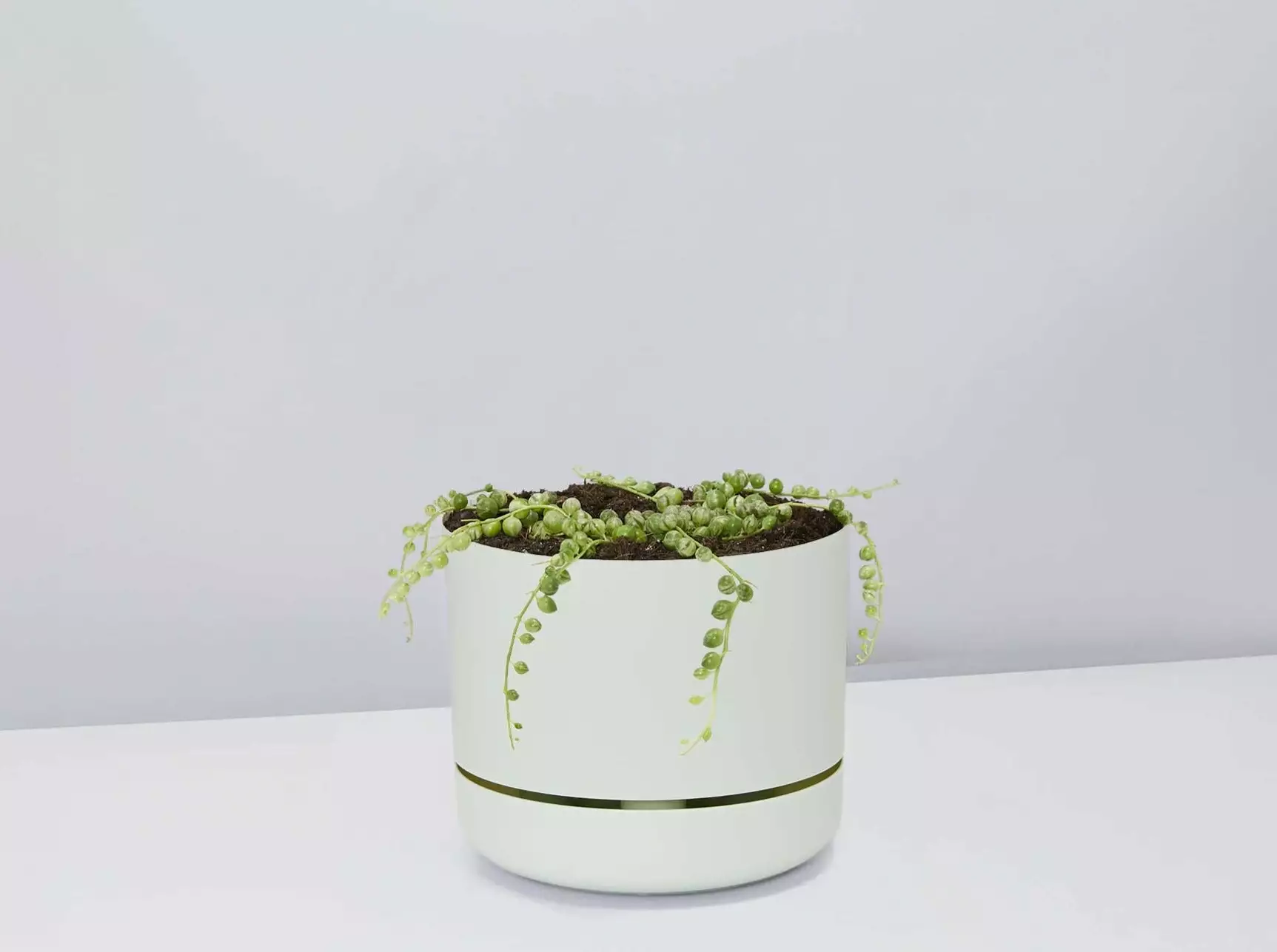 Variegated String Of Pearls - Pot + Plant 4 Variegated String Of Pearls - Pot + Plant - Image 2