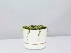 Variegated String Of Pearls - Pot + Plant 17 Variegated String Of Pearls - Pot + Plant -Plants in a Box Sales Shop SenecioStringPearlsVariegata LinenPot