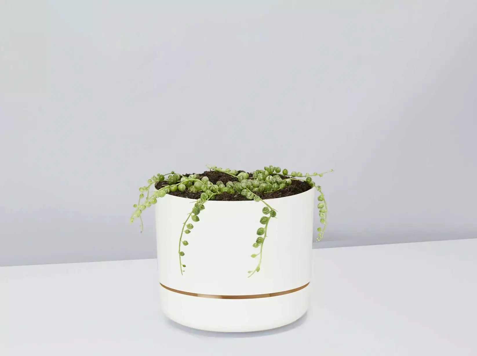Variegated String Of Pearls - Pot + Plant 5 Variegated String Of Pearls - Pot + Plant - Image 3