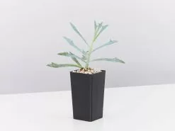 Silvery Grey & Blue Foliage Collection -Plants in a Box Sales Shop SenecioTridentBlue single 1080x 632039f2 c67a 4f32 a027 d2c19637f887