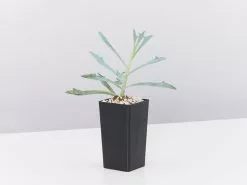 Drought Tolerant Plant Pack -Plants in a Box Sales Shop SenecioTridentBlue single 226fa13f 55ef 4cf7 aa56 7f76eac478d2