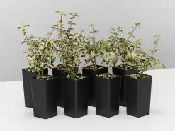 Serissa Foetida Snow Leaves