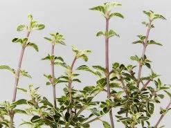 Serissa Foetida Snow Leaves -Plants in a Box Sales Shop SerissaFoetidaSnowLeavesPink detail 15fd8165 18f1 4ee9 b5b5 fd844cef371b