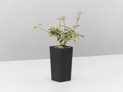 Serissa Foetida Snow Leaves -Plants in a Box Sales Shop SerissaFoetidaSnowLeavesPink single e52775a6 95b3 4929 8f96 82eba3ee5925