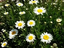 Leucanthemum Superbum
