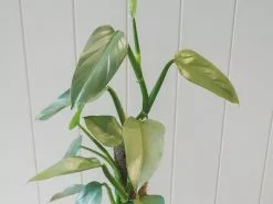 Philodendron Silver Sword 13 Philodendron Silver Sword -Plants in a Box Sales Shop Silversword1 2048x 75b64f0d 5468 42e6 97e5 0b7a5c43a075