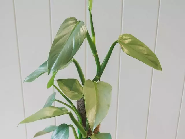 Philodendron Silver Sword 8 Philodendron Silver Sword - Image 6