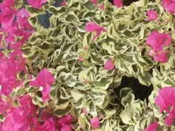 Bougainvillea Sirene