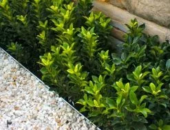 Cosmic Whiteâ„¢ Rhaphiolepis Indica â€˜RAPH01â€™ Pbr -Plants in a Box Sales Shop Small Garden Bed Copy c7ff6b51 b700 4c56 b70a 4fca7145f3a0