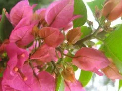 Bougainvillea Smartie Pants 13 Bougainvillea Smartie Pants -Plants in a Box Sales Shop Smartie Pants 2 7ff1335a 19fb 49a4 b7a5 f2466c97b385