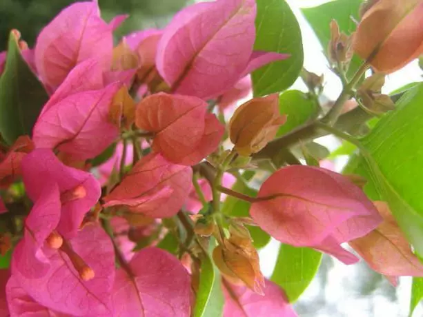 Bougainvillea Smartie Pants - 85mm 7 Bougainvillea Smartie Pants - 85mm - Image 5