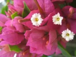 Bougainvillea Smartie Pants - 85mm 10 Bougainvillea Smartie Pants - 85mm -Plants in a Box Sales Shop Smartie Pants 7fdf627f 5c5d 4f9c a486 39dec5dd2bea