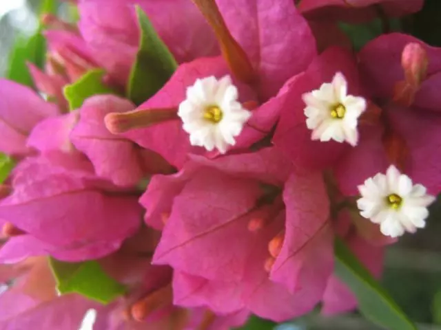 Bougainvillea Smartie Pants - 85mm 6 Bougainvillea Smartie Pants - 85mm - Image 4