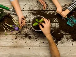 Back-To-School Classroom Box - Indoor Plants -Plants in a Box Sales Shop SmartyPlants Pack04