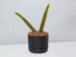 Golden Rat Tail Cactus 🌵 In LECA Set 26 Golden Rat Tail Cactus 🌵 In LECA Set -Plants in a Box Sales Shop Soft Monkey Tail Cactus BlackPot2