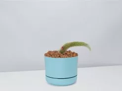 Soft Monkey Tail Cactus In LECA Set -Plants in a Box Sales Shop Soft Monkey Tail Cactus BluePot