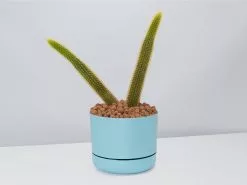 Golden Rat Tail Cactus ðŸŒµ In LECA Set