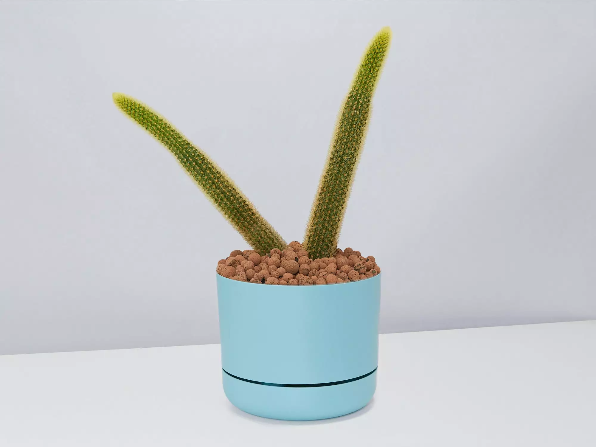 Golden Rat Tail Cactus 🌵 In LECA Set 3 Golden Rat Tail Cactus 🌵 In LECA Set