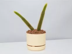 Golden Rat Tail Cactus 🌵 In LECA Set 18 Golden Rat Tail Cactus 🌵 In LECA Set -Plants in a Box Sales Shop Soft Monkey Tail Cactus BuffPot2