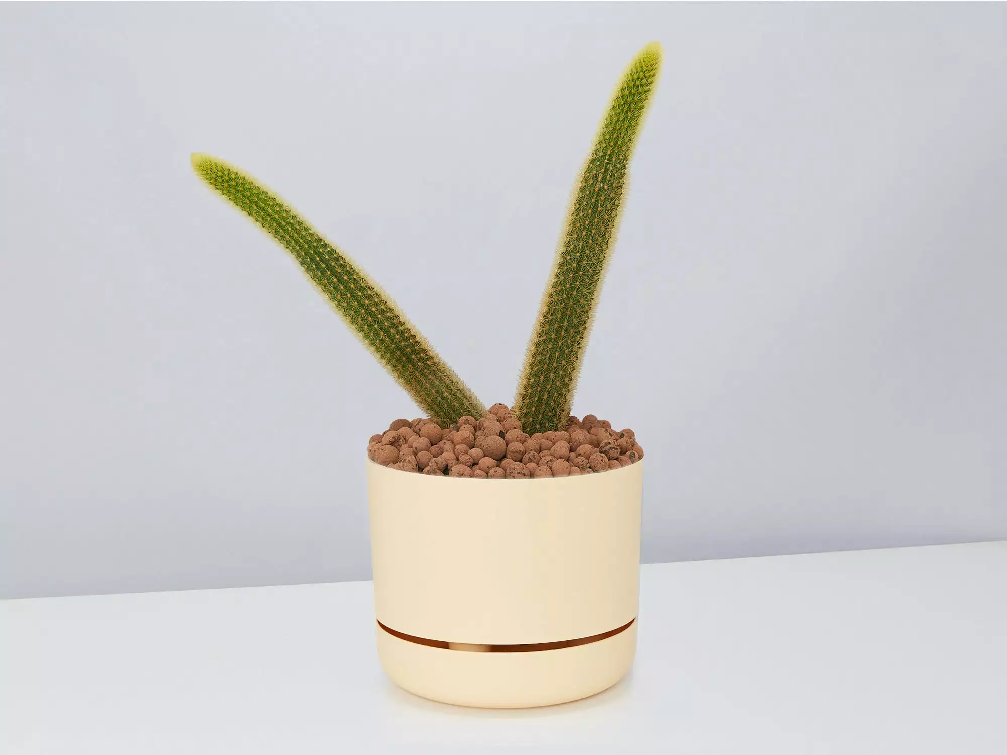 Golden Rat Tail Cactus 🌵 In LECA Set 6 Golden Rat Tail Cactus 🌵 In LECA Set - Image 4
