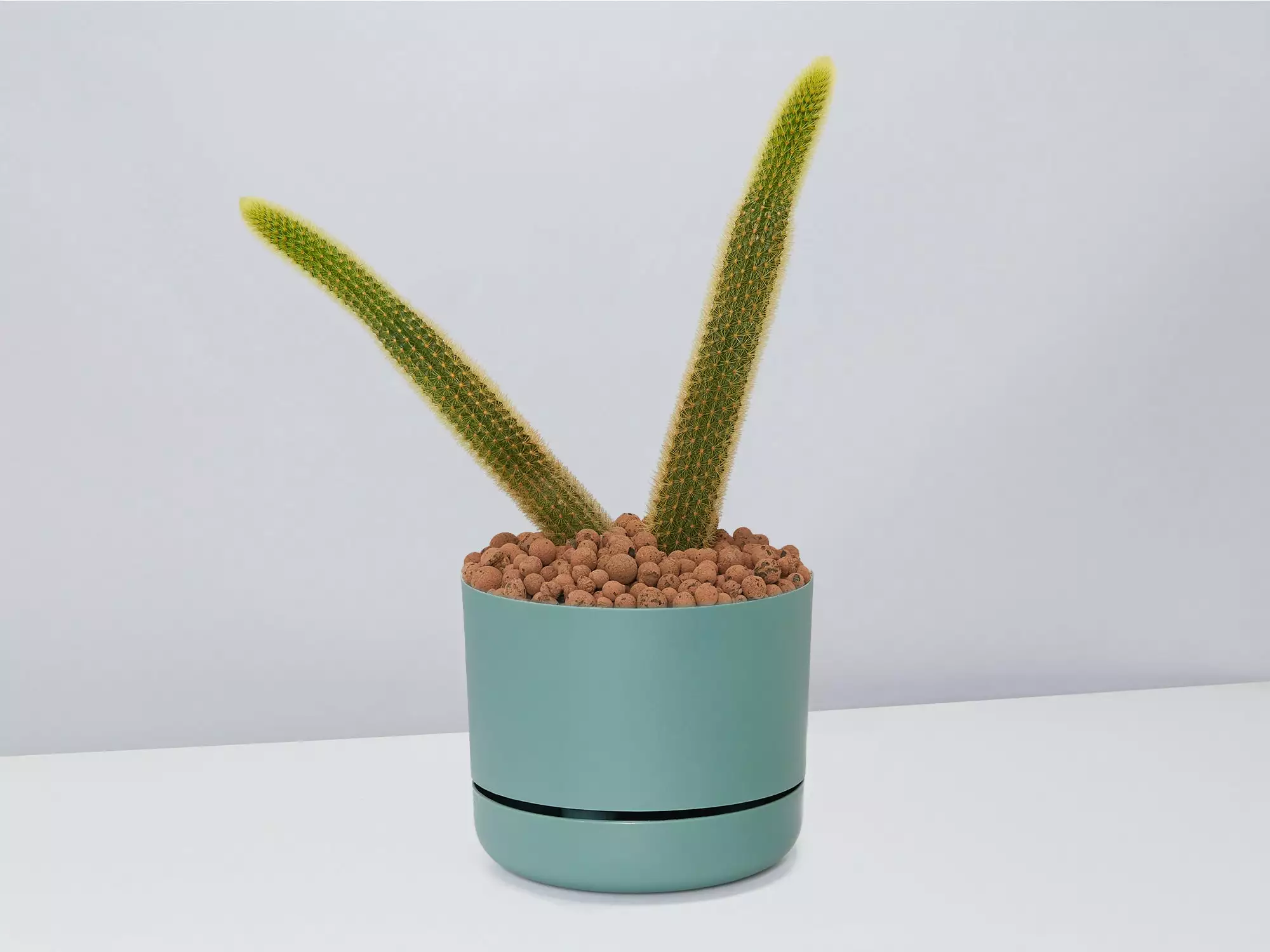 Golden Rat Tail Cactus 🌵 In LECA Set 10 Golden Rat Tail Cactus 🌵 In LECA Set - Image 8