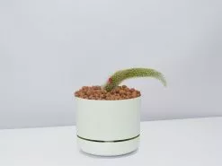Soft Monkey Tail Cactus In LECA Set -Plants in a Box Sales Shop Soft Monkey Tail Cactus FogPot