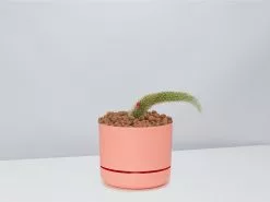 Soft Monkey Tail Cactus In LECA Set -Plants in a Box Sales Shop Soft Monkey Tail Cactus PersimmonPot