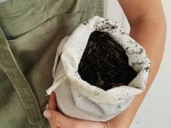 Monstera Deliciosa Tauerii - Pot + Plant + Soil -Plants in a Box Sales Shop Soil01