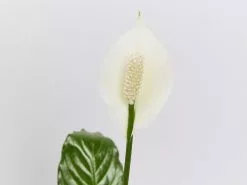 Potted Peace Lily - In Sky Blue Vessel 13 Potted Peace Lily - In Sky Blue Vessel -Plants in a Box Sales Shop Spathephyllumwithflower detail cad5fa72 bf97 4c7b aca8 be896561ddd0