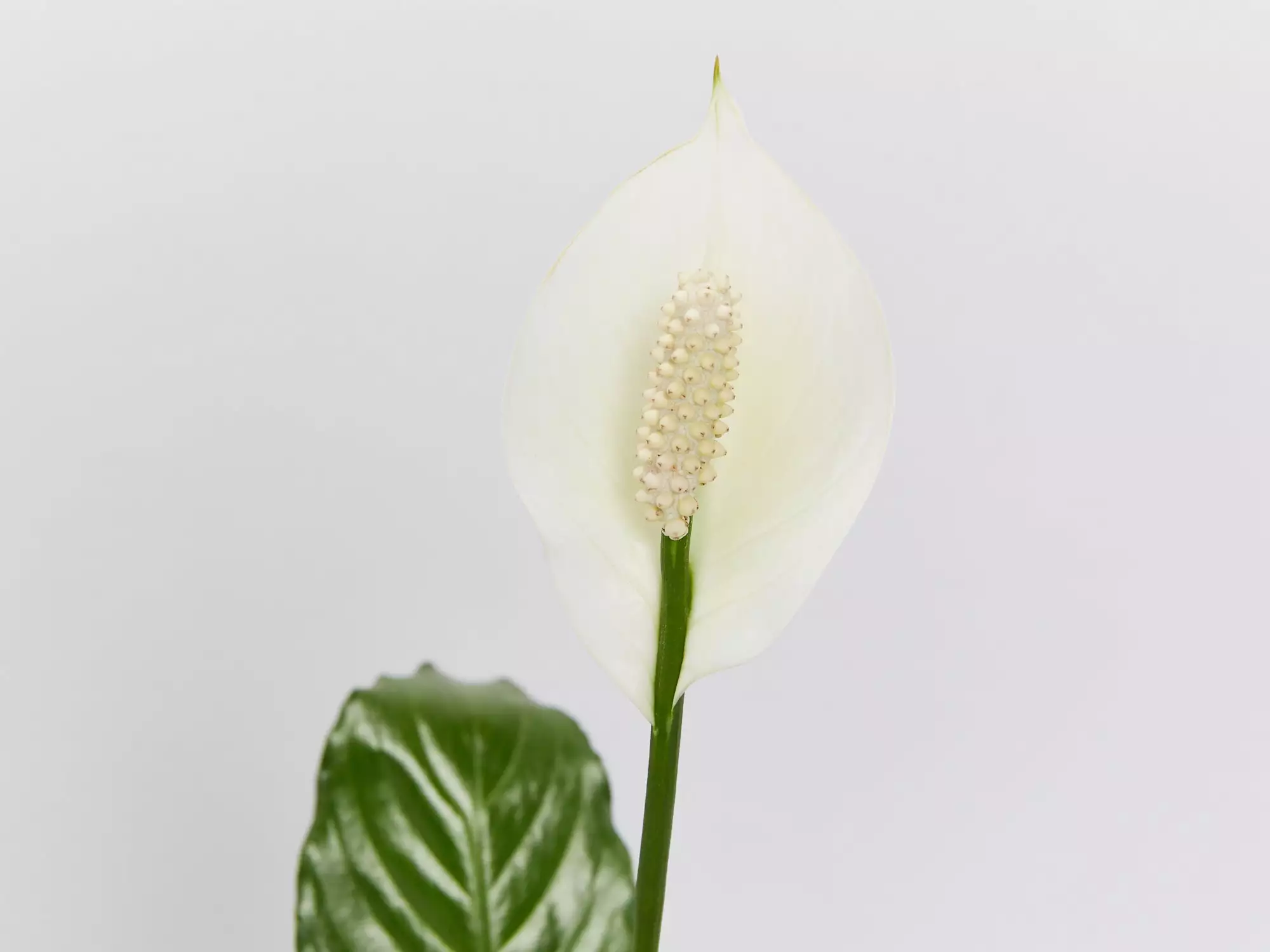 Potted Peace Lily - In Sky Blue Vessel 5 Potted Peace Lily - In Sky Blue Vessel - Image 3