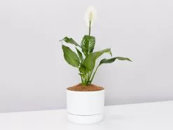 Peace Lily Gift Box - Pot + Plant + Soil Mix