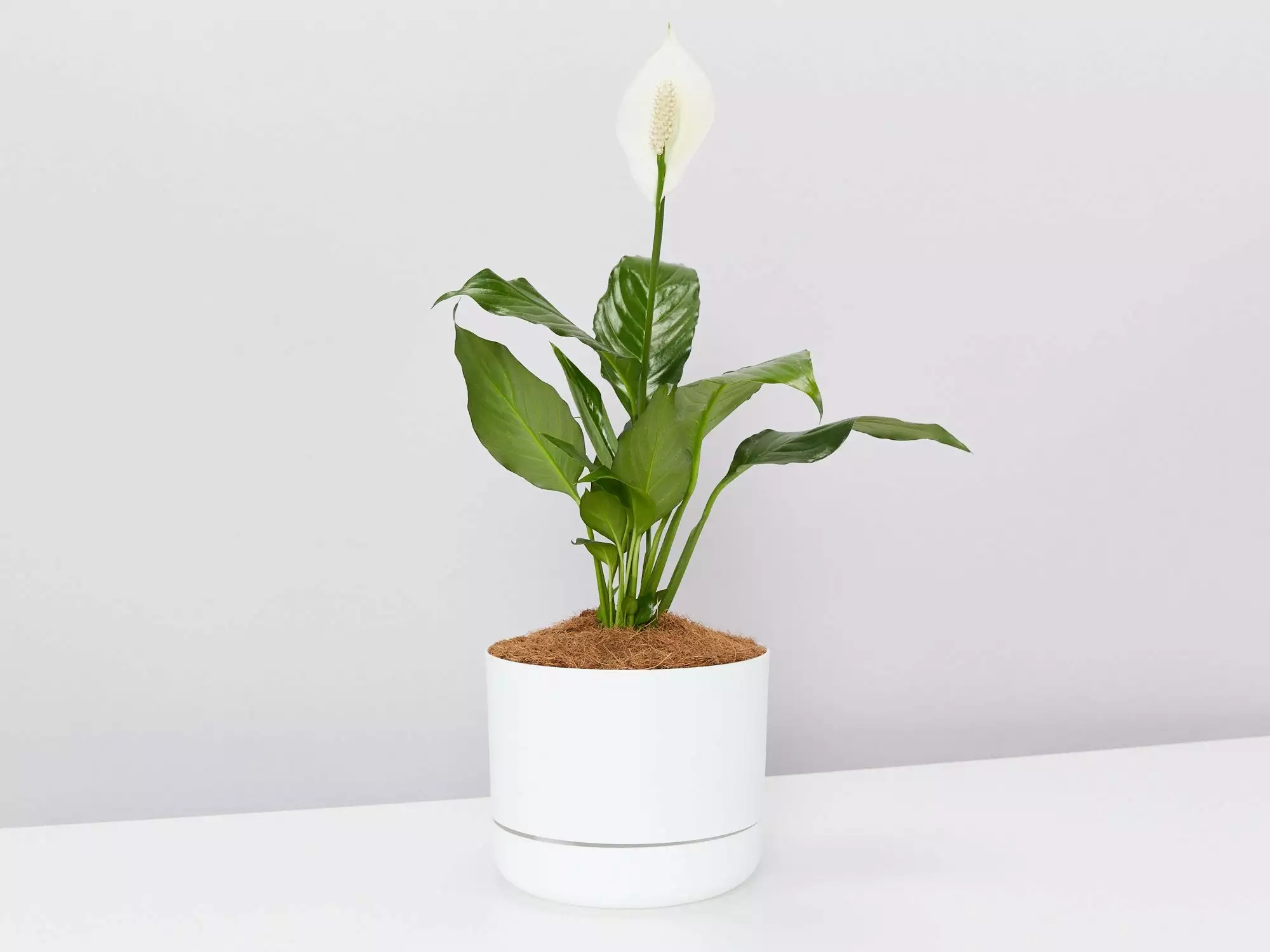 Peace Lily Gift Box - Pot + Plant + Soil Mix 3 Peace Lily Gift Box - Pot + Plant + Soil Mix