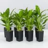 Peace Lily - Petite 1 Peace Lily - Petite -Plants in a Box Sales Shop SpathiphlllumSuperPetite 8 plants 24a692ad d897 485d 83ec 3e1bdc5fc8a9