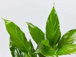 The Office Plants - Larger Size -Plants in a Box Sales Shop SpathiphlllumSuperPetite detail 1080x fd65dd01 1d0b 431e b6db 14fdae96f107